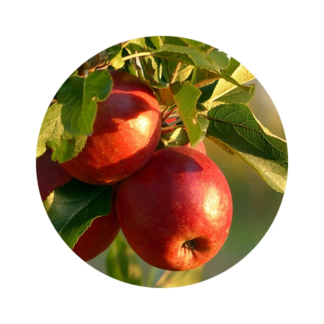 Dos manzanas colgadas del arbol en la naturaleza.