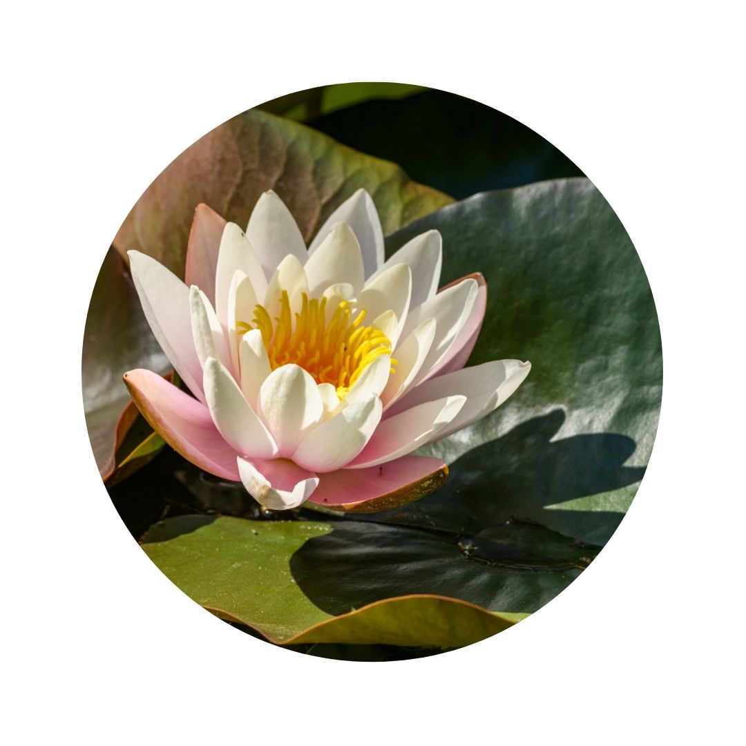 Imagen de una flor en la naturaleza.