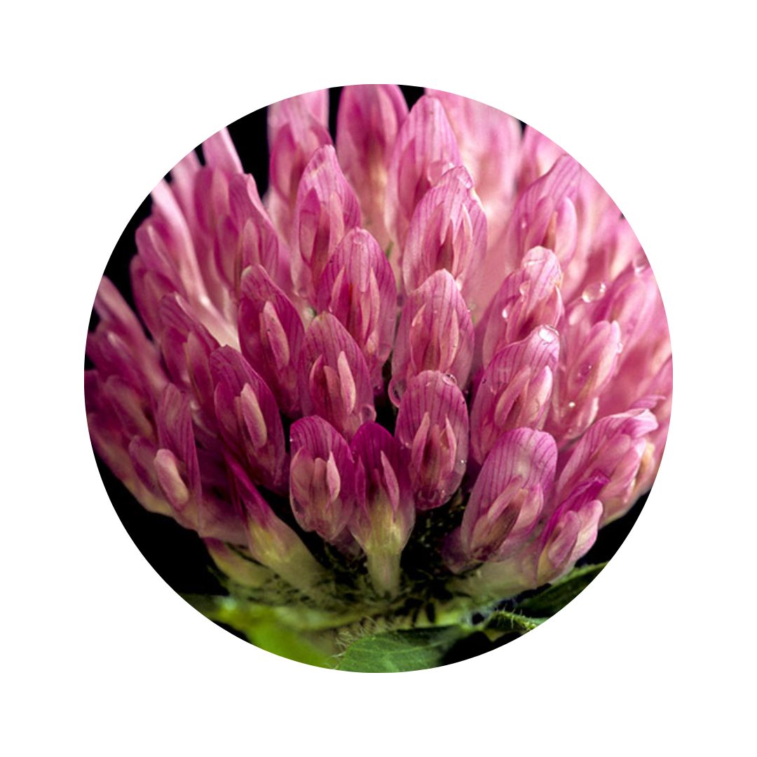 Imagen de un trebol rojo en la naturaleza.